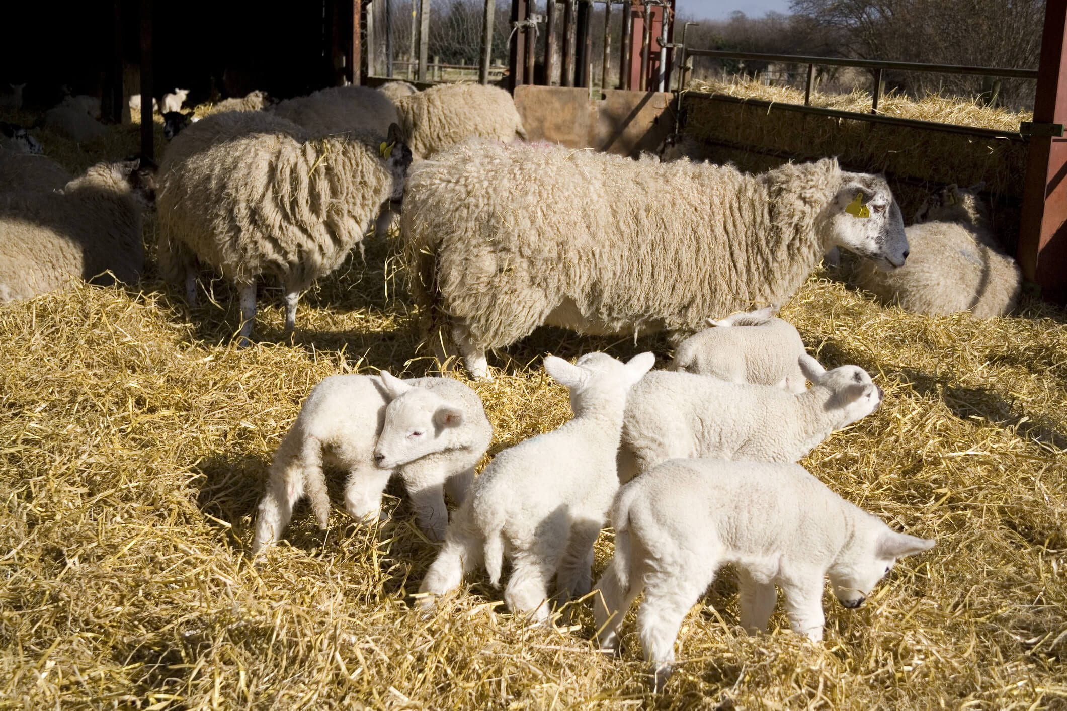 Lambing Supplies Competition Enter Before Monday 16 March 2020 The